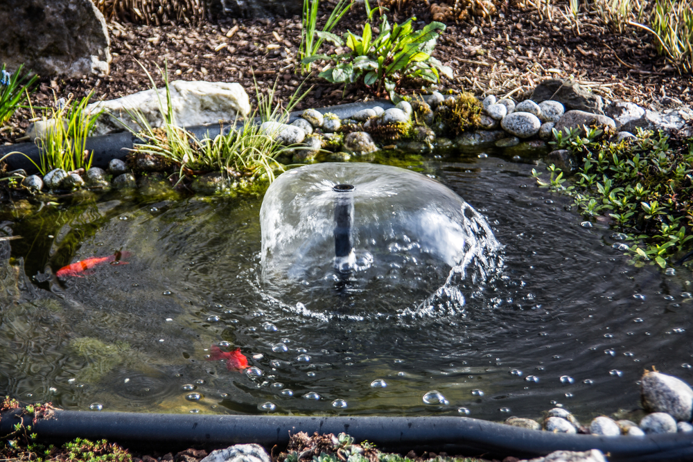 aquaponie permaculture